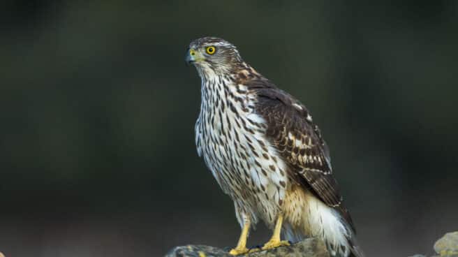 Azor (Accipiter gentilis).