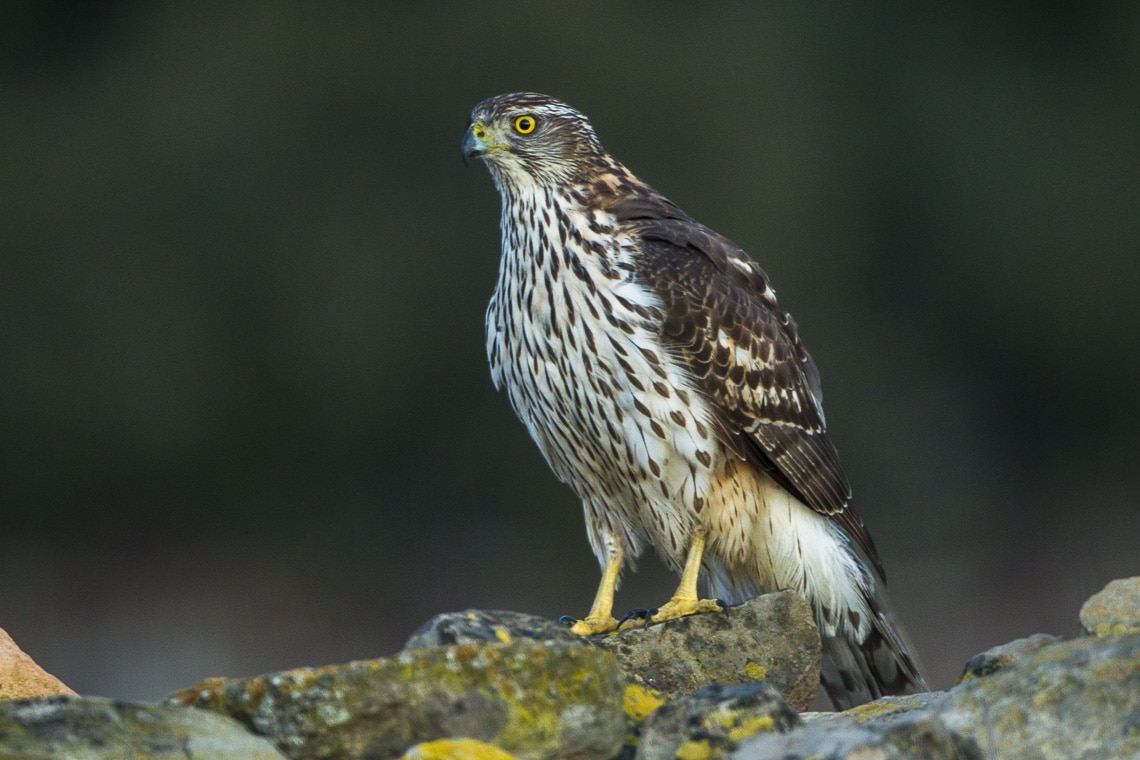 Azor (Accipiter gentilis).