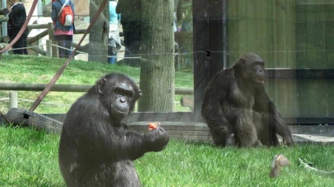 Gorilas en el zoo.