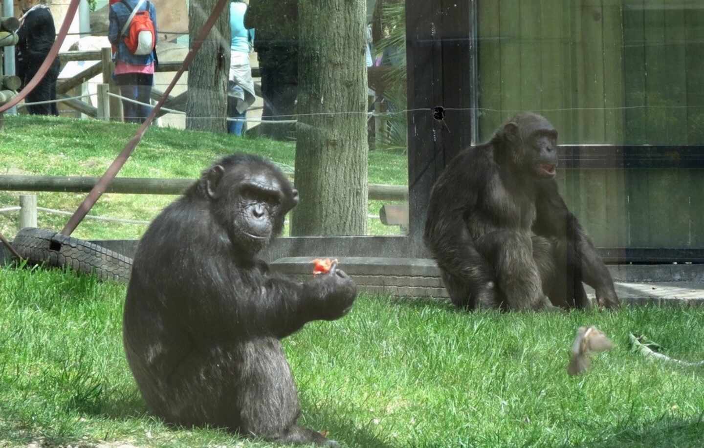 Gorilas en el zoo.