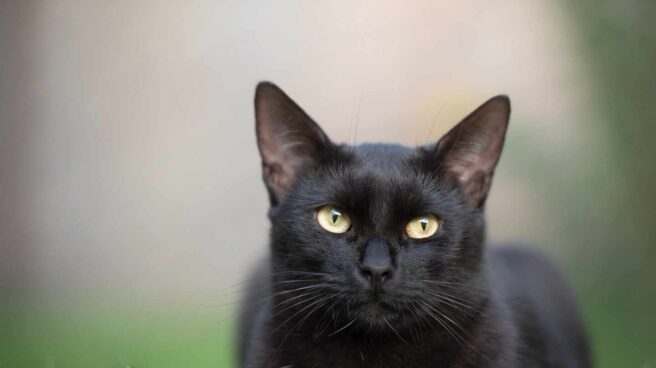 Gato negro gato-negro-coronavirus-1920x1281.jpg