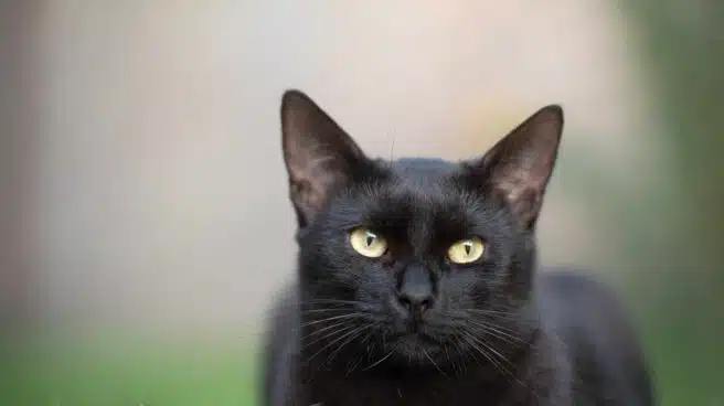 Todo lo que se sabe del 'caso Negrito': el primer gato con Covid en España