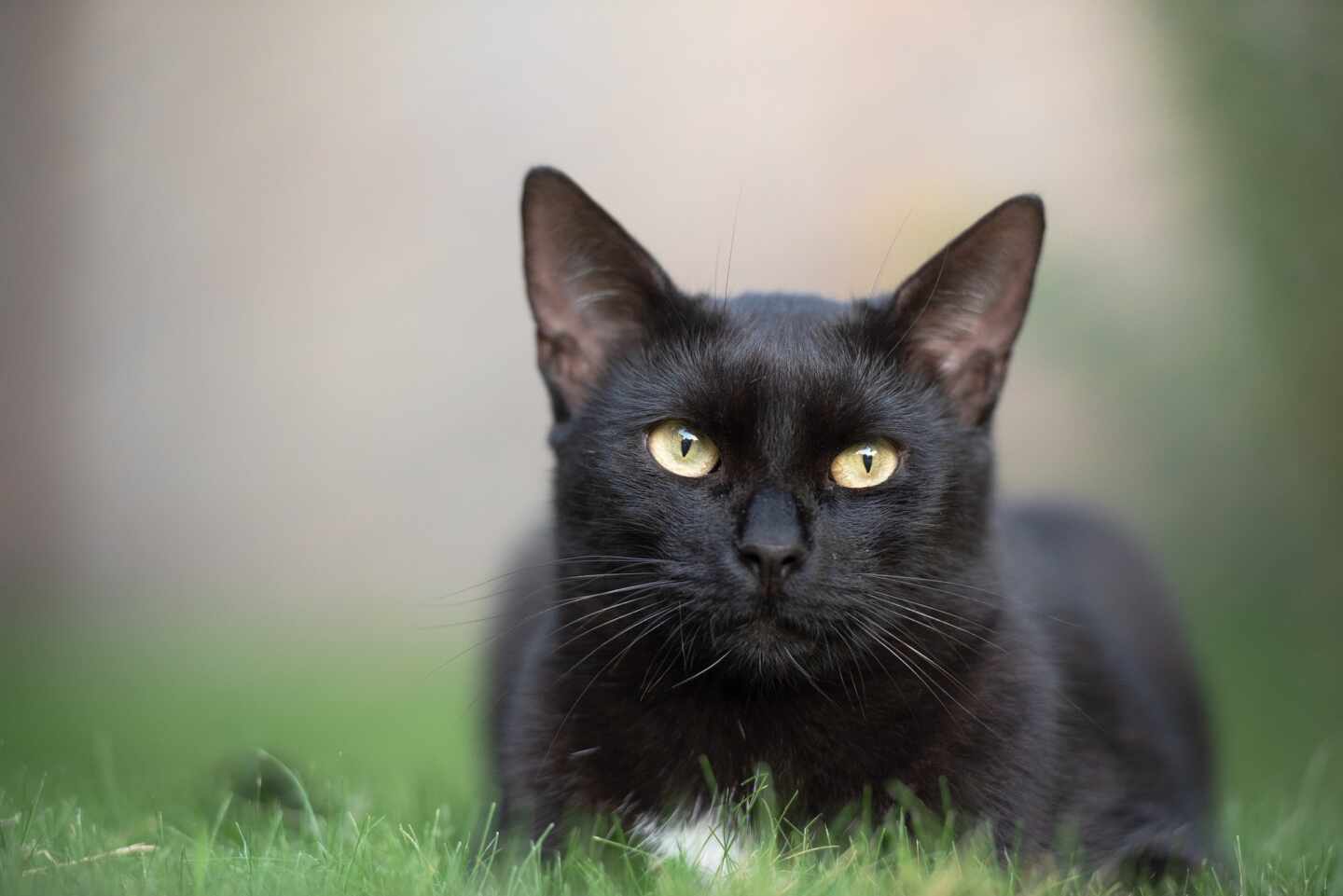 gato-negro-coronavirus-1920x1281.jpg