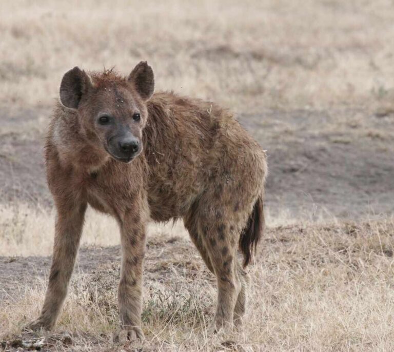 Hallan en Tarragona restos de hienas y jaguares de hace un millón de años