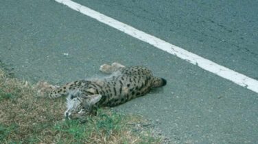 Otro lince muere atropellado en Huelva