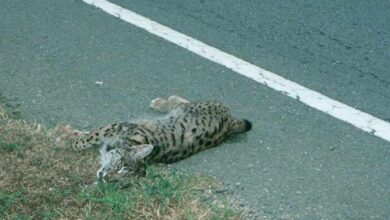 Otro lince muere atropellado en Huelva