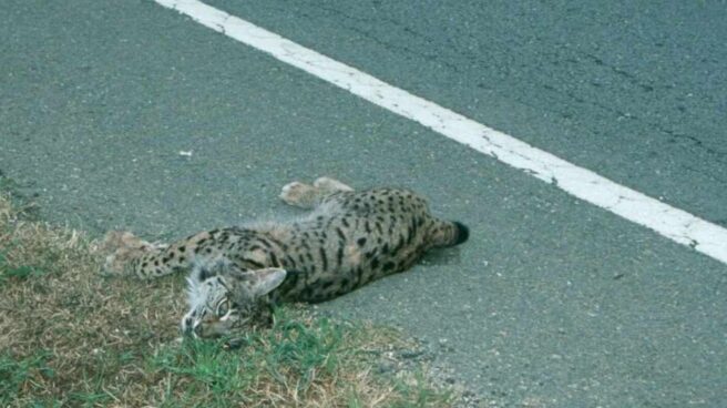 Muere atropellado un cachorro de lince ibérico en una carretera de Doñana Imagen de un lince atropellado tomada por la ong WWF para exigir medidas urgentes