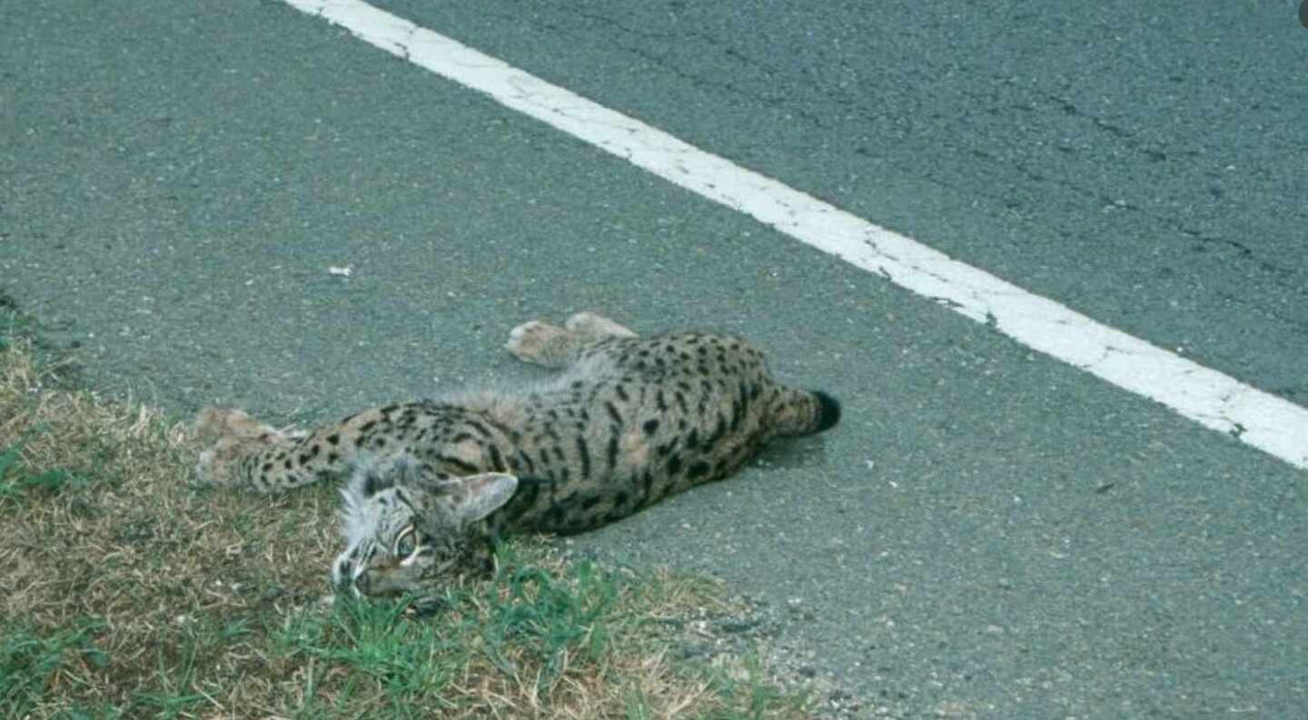 Imagen de un lince atropellado tomada por la ong WWF para exigir medidas urgentes