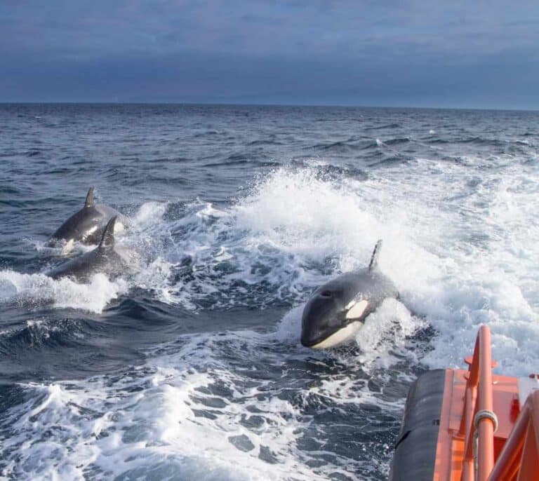 Los ecologistas culpan de los ataques de orcas en el Estrecho a la merma de atún