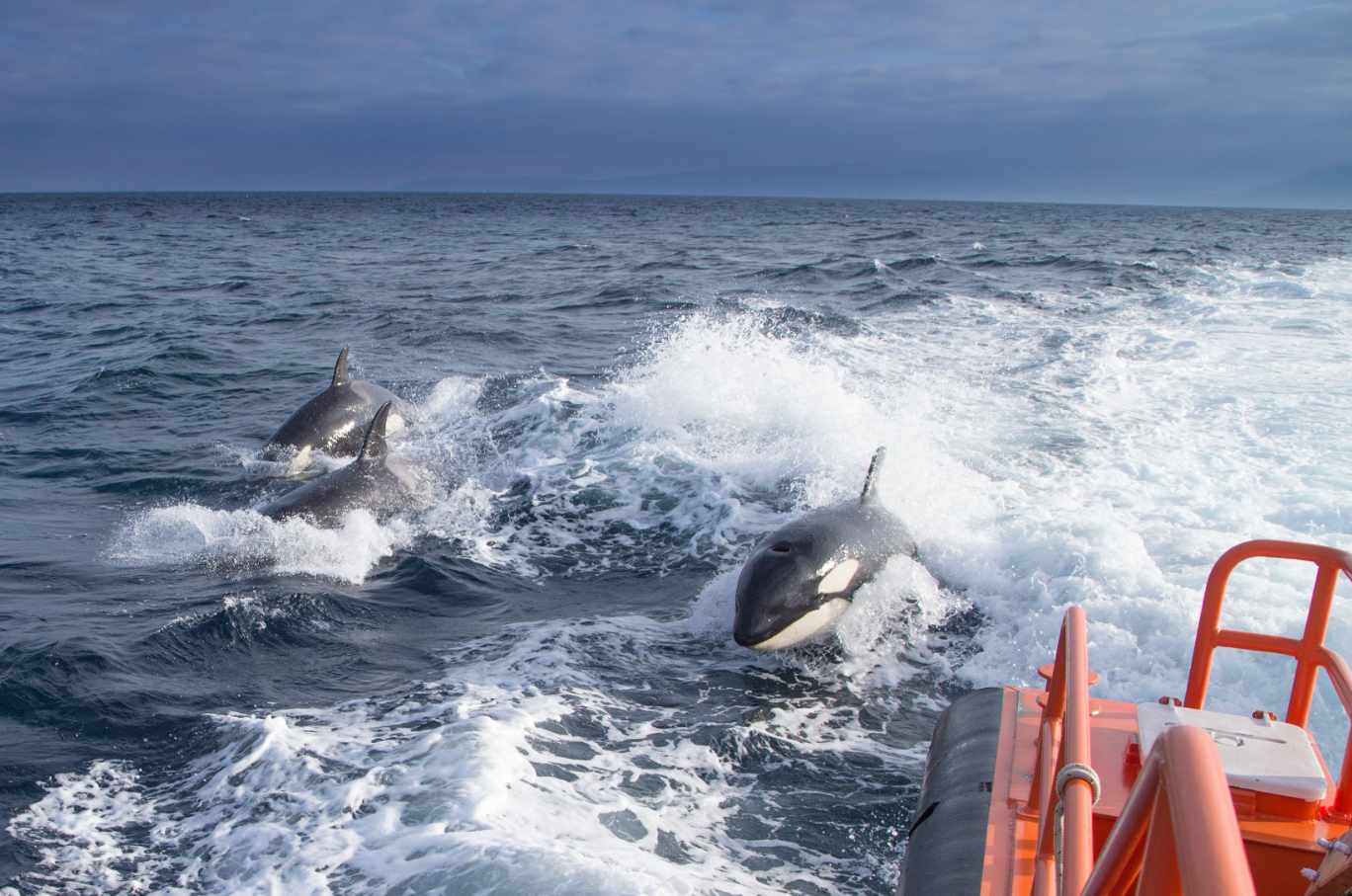 Trasladan dos barcos dañados por orcas al puerto de Cedeira en La Coruña