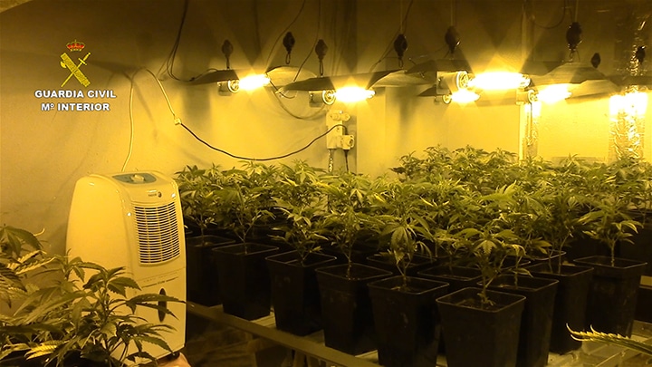 Detienen a una mujer por tener más de 300 plantas de marihuana en su casa en Málaga