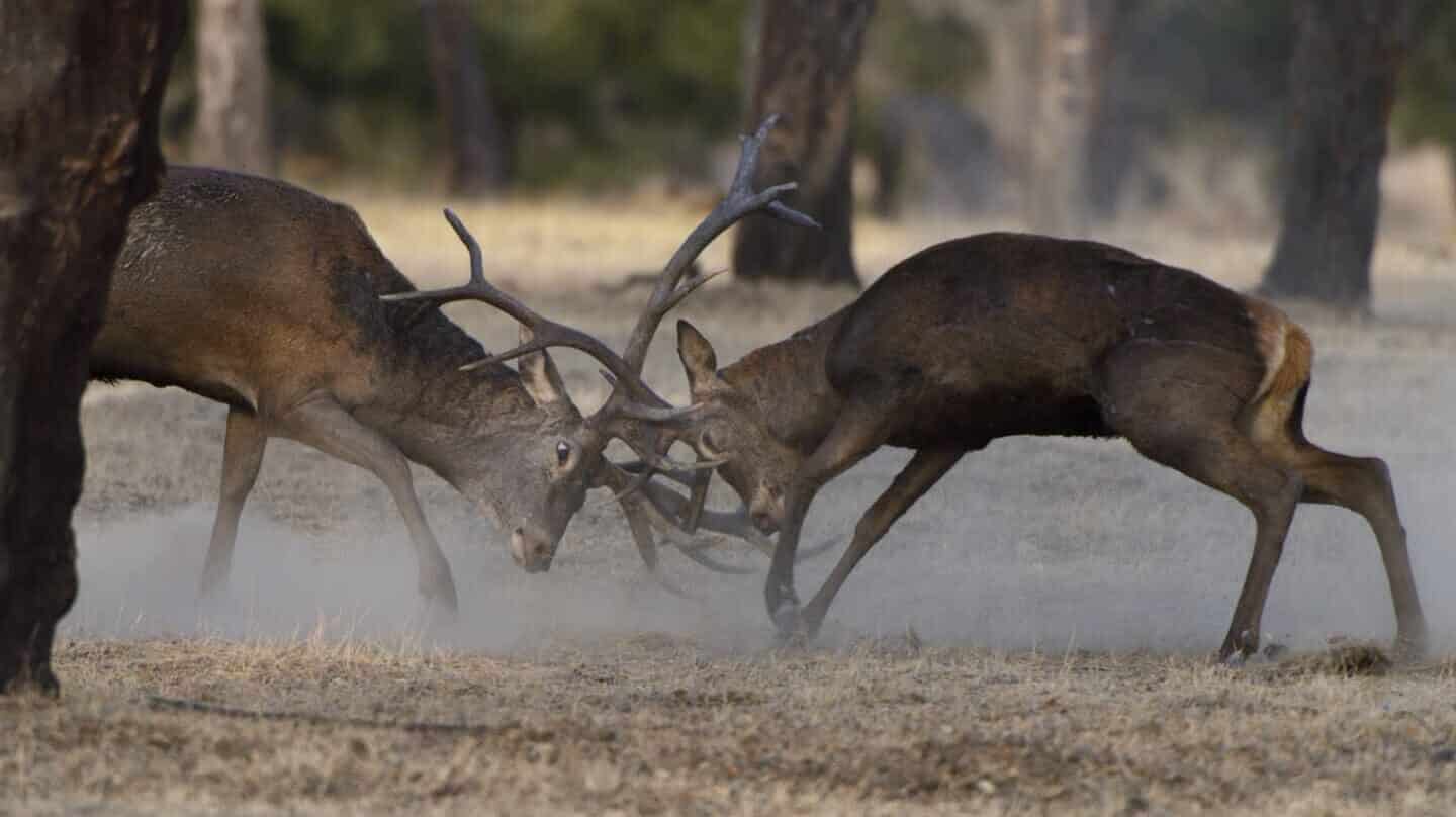 Vuelve la caza al Parque Nacional de Monfragüe para controlar la superpoblación de ciervos y jabalíes