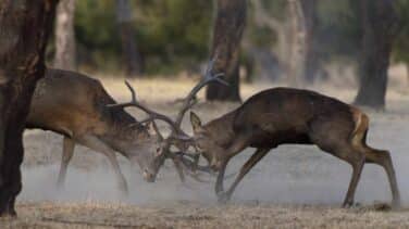 Vuelve la caza al Parque Nacional de Monfragüe para controlar la superpoblación de ciervos y jabalíes