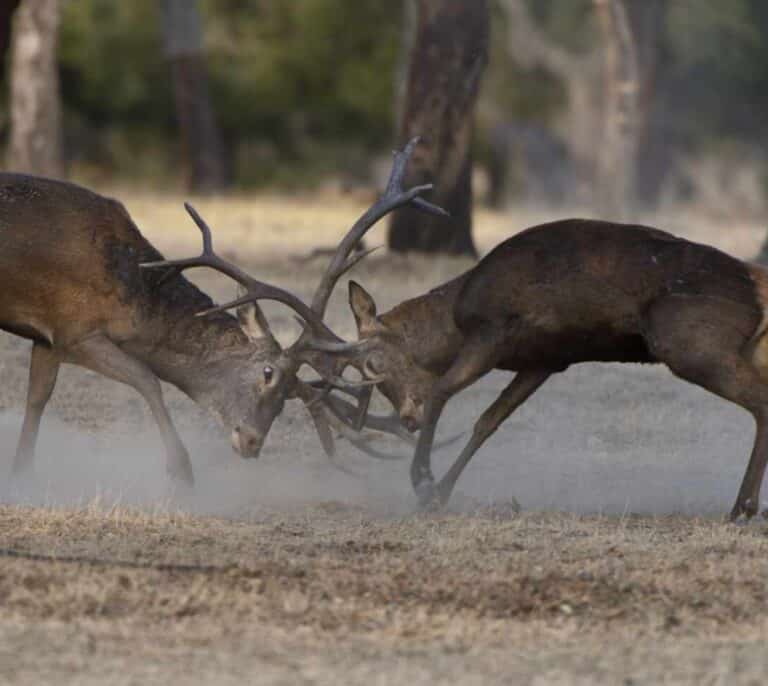 Vuelve la caza al Parque Nacional de Monfragüe para controlar la superpoblación de ciervos y jabalíes