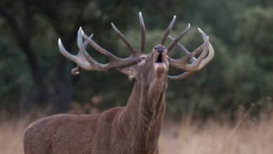 'Dehesa', la espectacular llamada de la naturaleza ibérica