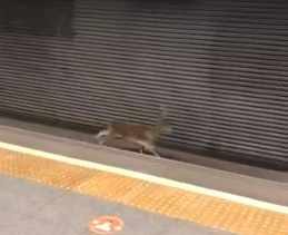 Un corzo corre por las vías de Metrovalencia y sorprende a los pasajeros de una estación
