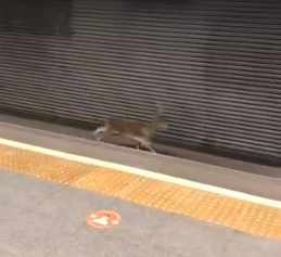 Un corzo corre por las vías de Metrovalencia y sorprende a los pasajeros de una estación