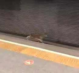 Un corzo corre por las vías de Metrovalencia y sorprende a los pasajeros de una estación