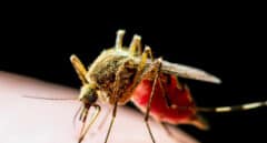 La 'app' para luchar contra epidemias de dengue y del virus del Nilo