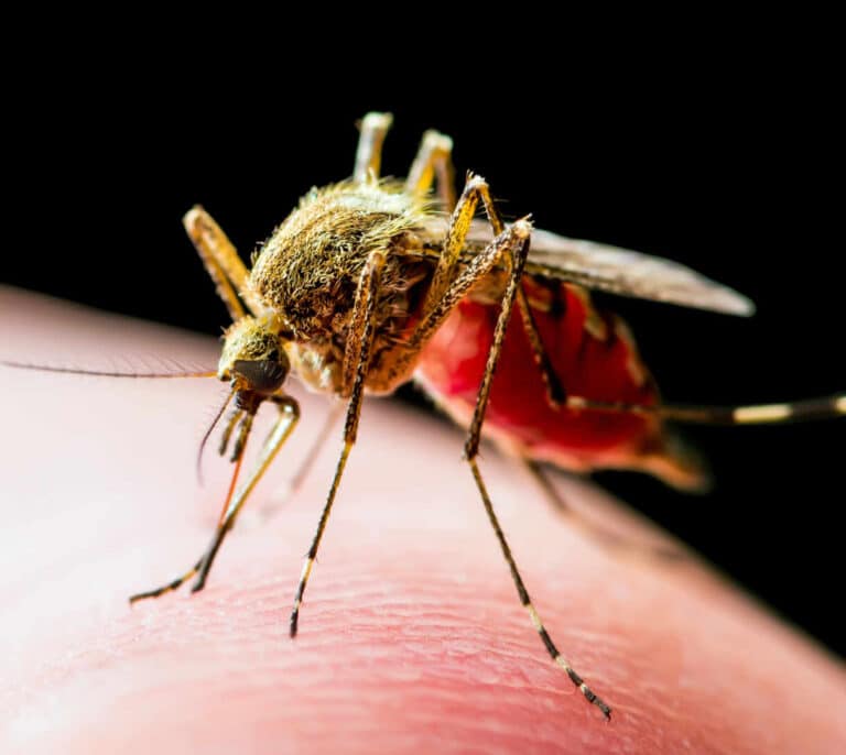 La 'app' para luchar contra epidemias de dengue y del virus del Nilo
