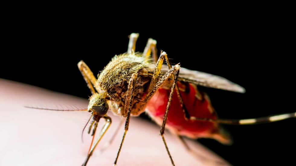 mosquito