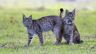 El sector veterinario y agrónomo muestra su oposición a la Ley de Protección y Bienestar Animal impulsada por el Gobierno