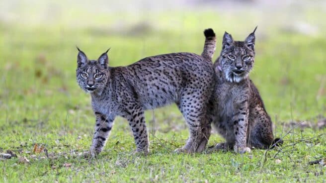 El lince El lince