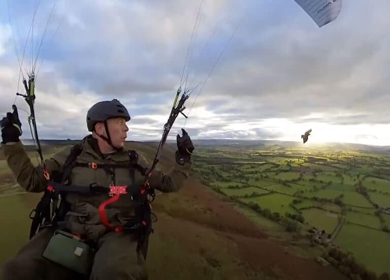 Vuelo en parapente con su mascota, un halcón