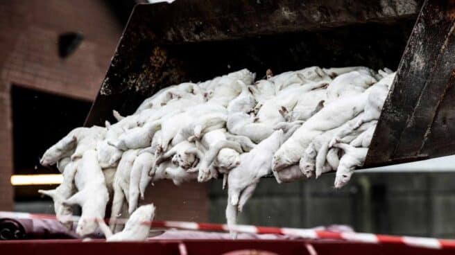 La OMS investiga el sacrificio de millones de visones en Dinamarca por coronavirus