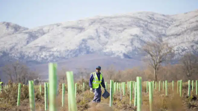 Repsol impulsa la reforestación en la Península Ibérica y Latinoamérica