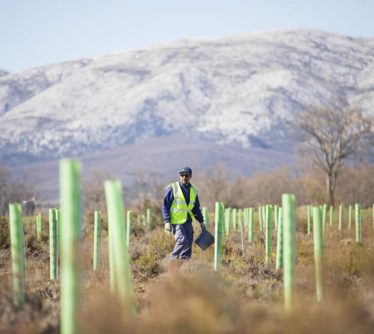 Repsol impulsa la reforestación en la Península Ibérica y Latinoamérica