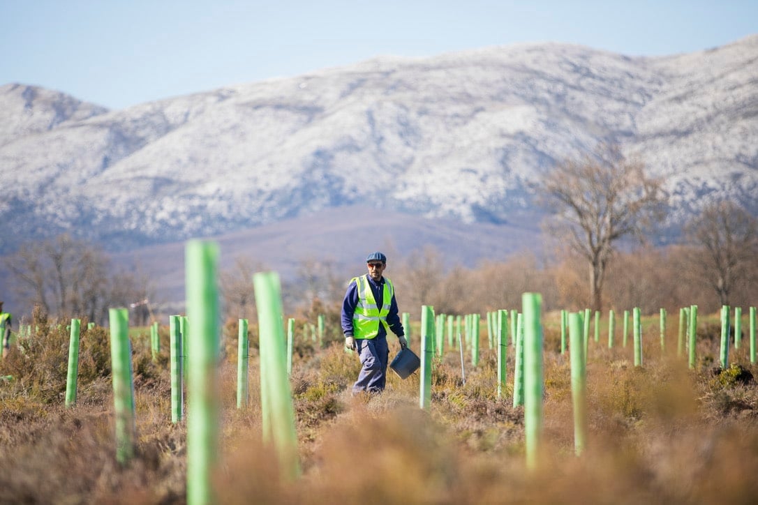 Repsol impulsa la reforestación en la Península Ibérica y Latinoamérica