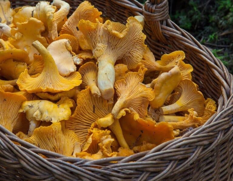 Cestas a rebosar de setas: el excepcional otoño micológico de 2020