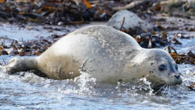 Investigadores proponen medidas para evitar que el Covid afecte a focas y pingüinos de la Antártida