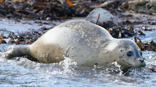 Investigadores proponen medidas para evitar que el Covid afecte a focas y pingüinos de la Antártida