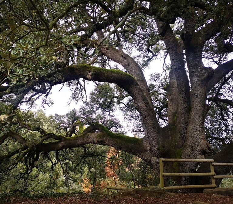 La carrasca milenaria que ha sido elegida mejor árbol de España en 2020