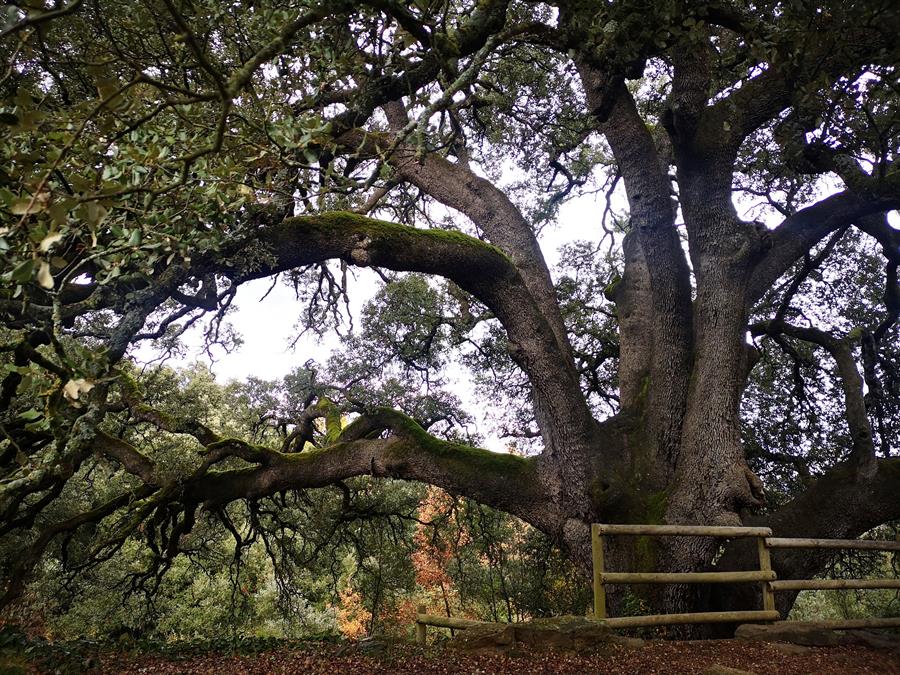 La carrasca milenaria que ha sido elegida mejor árbol de España en 2020