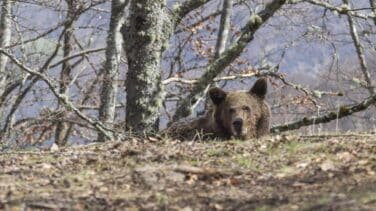 Un cazador mata "accidentalmente" a una hembra de oso en Palencia