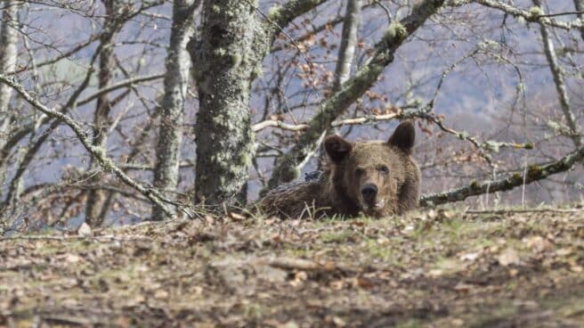 Oso pardo en España.