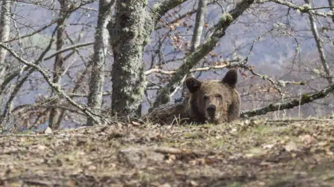 Un cazador mata "accidentalmente" a una hembra de oso en Palencia