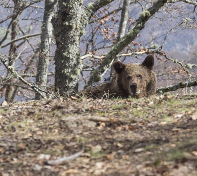 Un cazador mata "accidentalmente" a una hembra de oso en Palencia