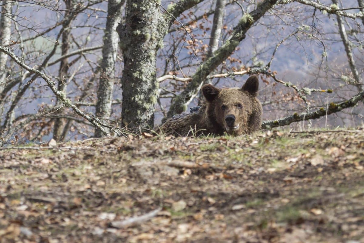 Un cazador mata "accidentalmente" a una hembra de oso en Palencia