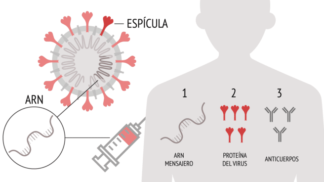 Infografía que explica cómo funciona la vacuna de Pfizer contra el coronavirus de ARN mensajero