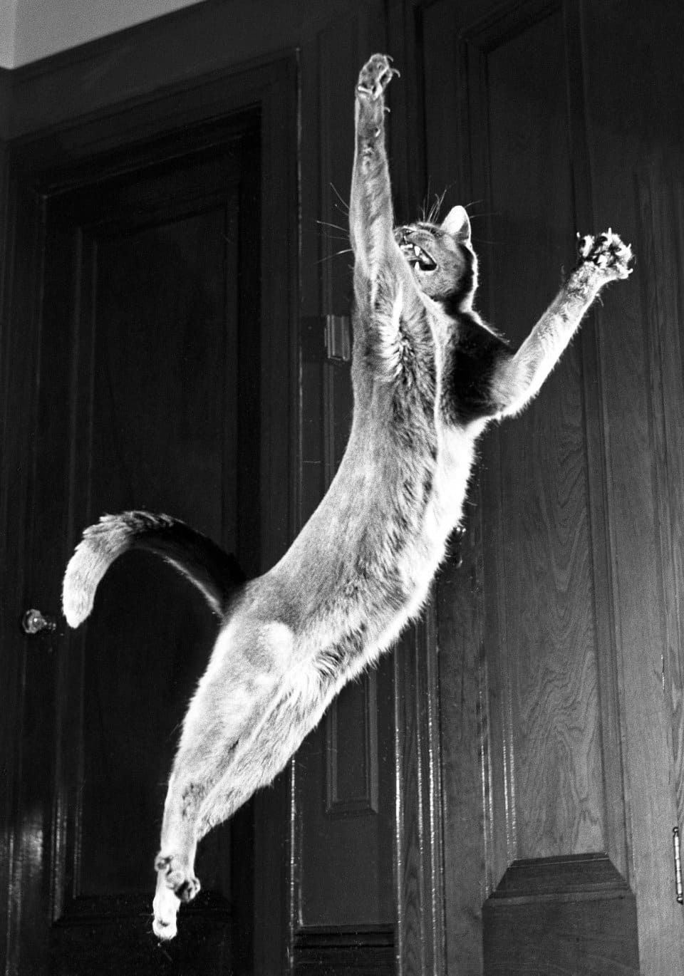 gato volador