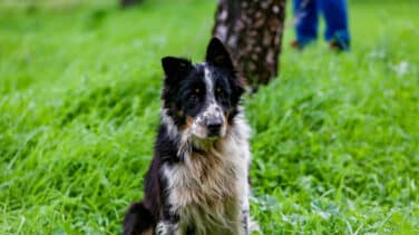 Las historias más emocionantes de perros salvando la vida a sus dueños en situaciones peligrosas