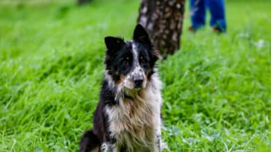 Las historias más emocionantes de perros salvando la vida a sus dueños en situaciones peligrosas