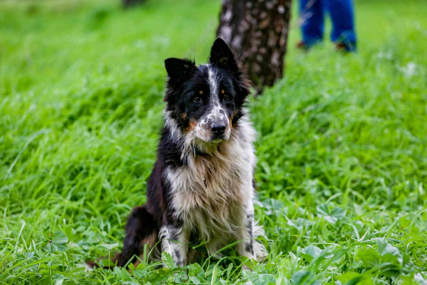 Las historias más emocionantes de perros salvando la vida a sus dueños en situaciones peligrosas