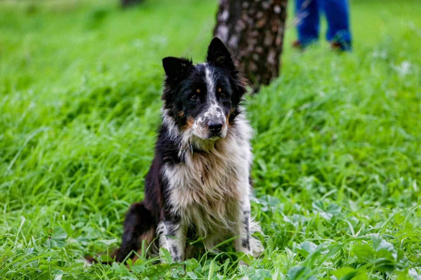 Una valenciana, multada por una caca de su perro en Benalmádena identificada por el ADN