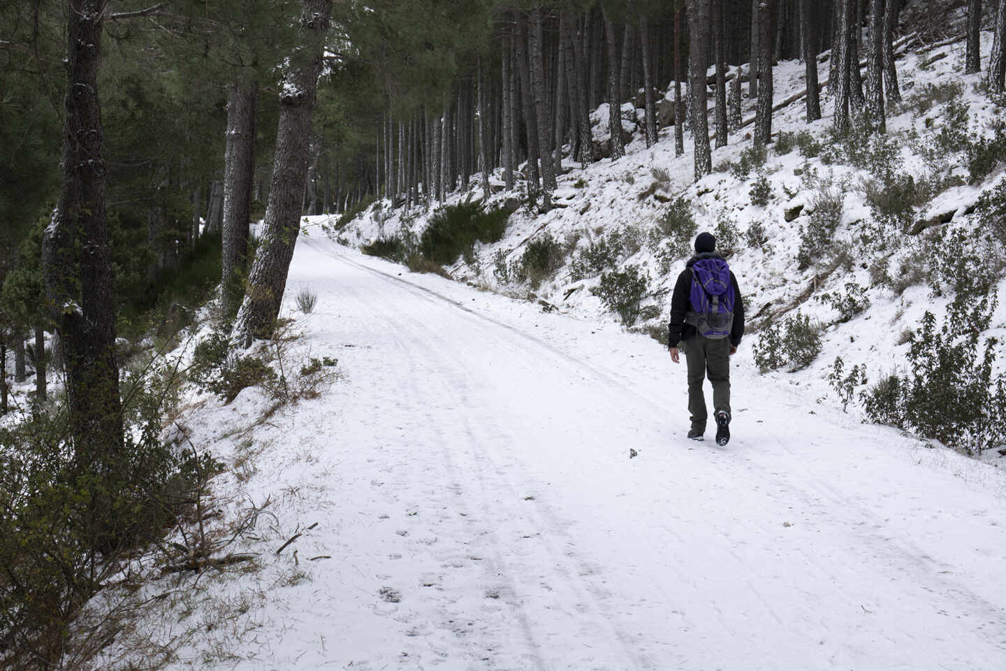 Paisaje nevado en el área de La Pedriza