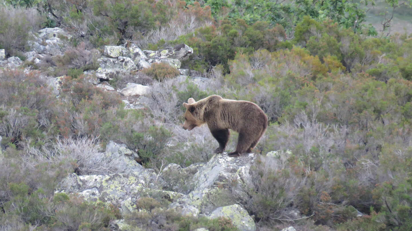 El oso pardo reina de nuevo en las montañas españolas